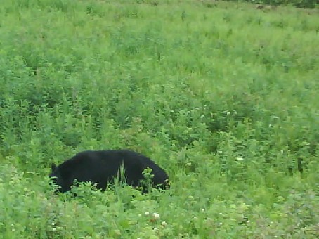 007 Black Bear On Roadside BC 15th July 2010.jpg